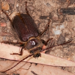 Sceleocantha glabricollis at Melba, ACT - 14 Dec 2020