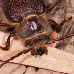 Sceleocantha glabricollis at Melba, ACT - 14 Dec 2020