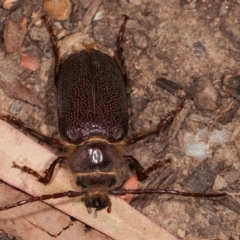 Sceleocantha glabricollis at Melba, ACT - 14 Dec 2020