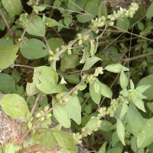 Parietaria debilis at Jones Creek, NSW - 4 Nov 2015