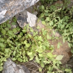 Parietaria debilis at Jones Creek, NSW - 4 Nov 2015 04:50 PM