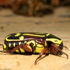 Eupoecila australasiae (Fiddler Beetle) at Macgregor, ACT - 31 Dec 2020 by Roger