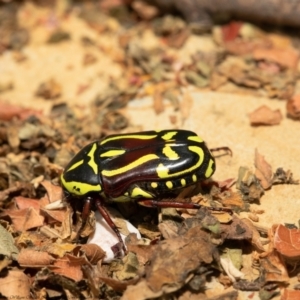 Eupoecila australasiae at Macgregor, ACT - 31 Dec 2020