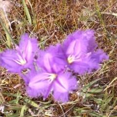 Thysanotus tuberosus subsp. tuberosus (Common Fringe-lily) at Jones Creek, NSW - 5 Nov 2017 by abread111