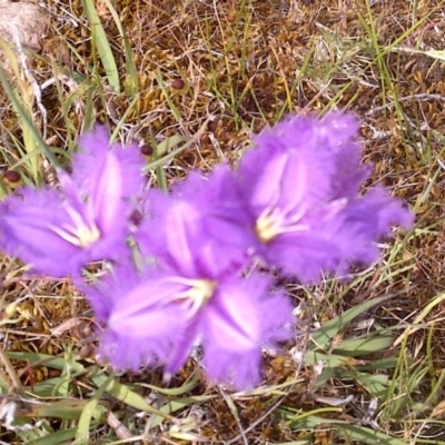 Thysanotus tuberosus subsp. tuberosus (Common Fringe-lily) at Jones Creek, NSW - 5 Nov 2017 by abread111