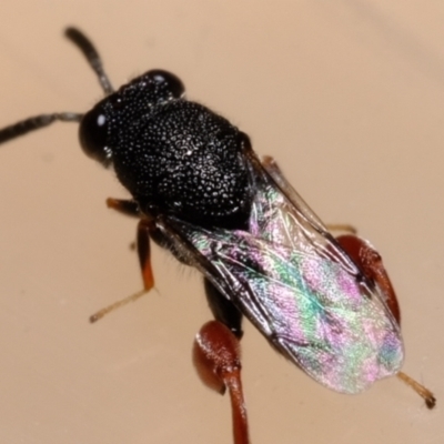 Chalcididae (family) (Unidentified chalcid wasp) at Florey, ACT - 31 Dec 2020 by Kurt