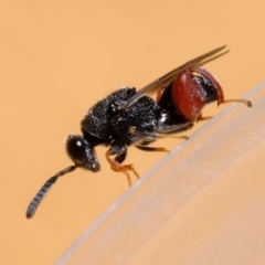 Chalcididae (family) at Florey, ACT - suppressed