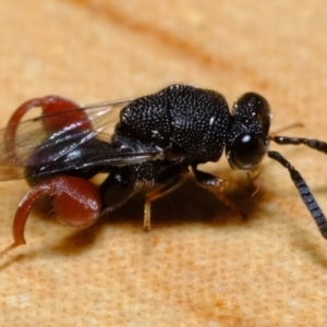 Chalcididae (family) at Florey, ACT - suppressed