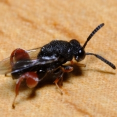 Chalcididae (family) at Florey, ACT - suppressed