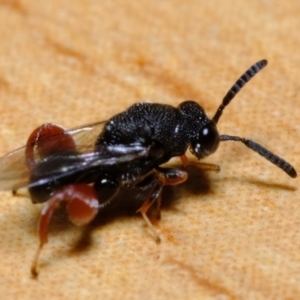 Chalcididae (family) at Florey, ACT - 31 Dec 2020