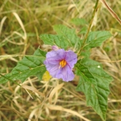 Solanum cinereum (Narrawa Burr) at Stromlo, ACT - 31 Dec 2020 by HelenCross