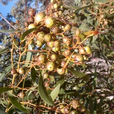 Trichilogaster sp. (genus) (Acacia gall wasp) at Jones Creek, NSW - 30 Sep 2015 by abread111