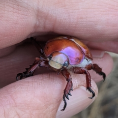 Anoplognathus montanus (Montane Christmas beetle) at Gundaroo, NSW - 29 Dec 2020 by HelenCross