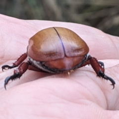 Anoplognathus montanus at Gundaroo, NSW - 29 Dec 2020