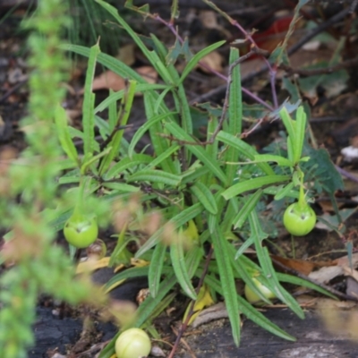 Unverified Other Wildflower or Herb at East Boyd State Forest - 30 Dec 2020 by KylieWaldon