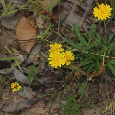 Hypochaeris radicata (Cat's Ear, Flatweed) at Narrabarba, NSW - 31 Dec 2020 by KylieWaldon