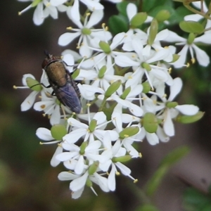 Stomorhina sp. (genus) at East Boyd State Forest - 31 Dec 2020