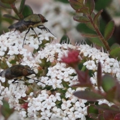 Stomorhina sp. (genus) at East Boyd State Forest - 31 Dec 2020