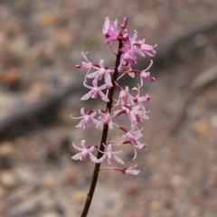 Dipodium roseum (Rosy hyacinth orchid) at Narrabarba, NSW - 31 Dec 2020 by Kyliegw