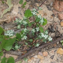 Poranthera microphylla (Small Poranthera) at East Boyd State Forest - 31 Dec 2020 by Kyliegw