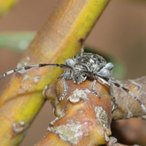 Ancita marginicollis at Acton, ACT - 29 Dec 2020