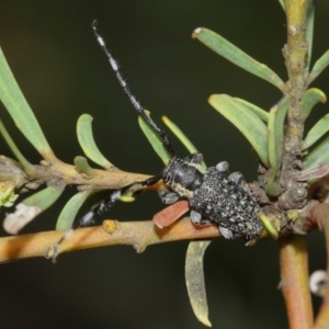 Ancita marginicollis at Acton, ACT - 29 Dec 2020