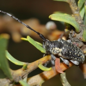 Ancita marginicollis at Acton, ACT - 29 Dec 2020