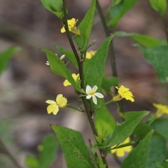 Goodenia ovata (Hop Goodenia) at Narrabarba, NSW - 31 Dec 2020 by Kyliegw