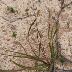 Lomandra multiflora (Many-flowered Matrush) at Narrabarba, NSW - 31 Dec 2020 by KylieWaldon