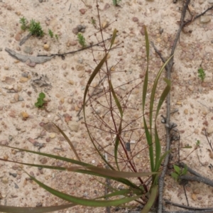 Lomandra multiflora at Narrabarba, NSW - 31 Dec 2020