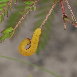 Capusa (genus) at East Boyd State Forest - 31 Dec 2020