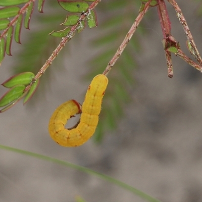 Capusa (genus) (Wedge moth) at East Boyd State Forest - 31 Dec 2020 by KylieWaldon