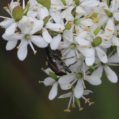 Diptera (order) (Fly - Unidentified) at Narrabarba, NSW - 31 Dec 2020 by KylieWaldon