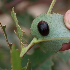 Paropsisterna cloelia (Eucalyptus variegated beetle) at Narrabarba, NSW - 31 Dec 2020 by KylieWaldon