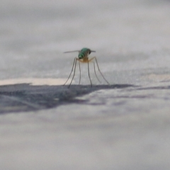 Dolichopodidae (family) (Unidentified Long-legged fly) at Merimbula, NSW - 31 Dec 2020 by KylieWaldon