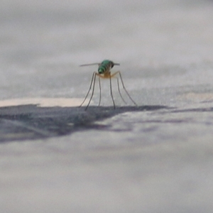 Dolichopodidae (family) at Merimbula, NSW - 31 Dec 2020 07:30 AM