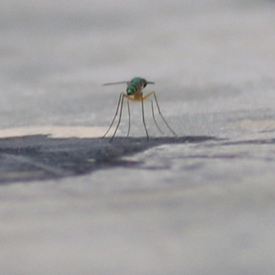 Dolichopodidae (family) (Unidentified Long-legged fly) at Merimbula, NSW - 31 Dec 2020 by KylieWaldon