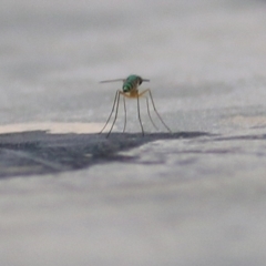 Unidentified Crane Fly / Mosquito / Gnat (lower flies) (TBC) at Merimbula, NSW - 30 Dec 2020 by Kyliegw