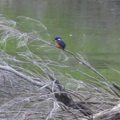 Ceyx azureus (Azure Kingfisher) at Merimbula, NSW - 31 Dec 2020 by KylieWaldon