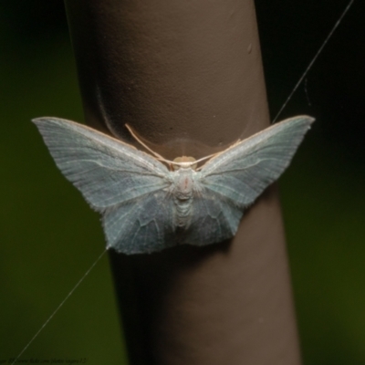 Prasinocyma semicrocea (Common Gum Emerald moth) at Acton, ACT - 31 Dec 2020 by Roger