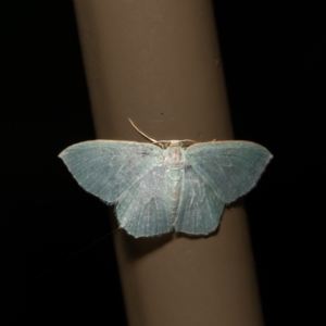 Prasinocyma semicrocea at Acton, ACT - 31 Dec 2020