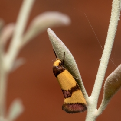 Chrysonoma fascialis (A Concealer moth (Wingia group) at Acton, ACT - 31 Dec 2020 by Roger