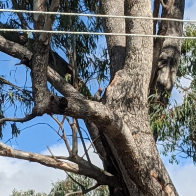 Callocephalon fimbriatum (Gang-gang Cockatoo) at Farrer, ACT - 31 Dec 2020 by mainsprite