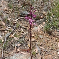 Dipodium punctatum (Blotched Hyacinth Orchid) at Majura, ACT - 1 Jan 2021 by Avery