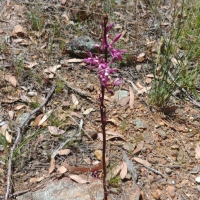 Dipodium punctatum (Blotched Hyacinth Orchid) at Mount Ainslie - 1 Jan 2021 by Avery