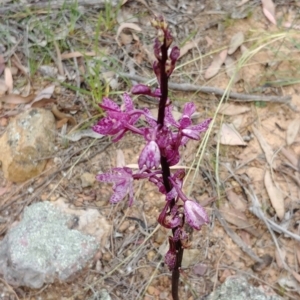 Dipodium punctatum at Majura, ACT - suppressed