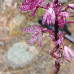 Dipodium punctatum at Majura, ACT - 1 Jan 2021