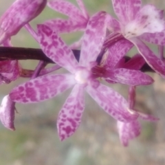 Dipodium punctatum at Majura, ACT - 1 Jan 2021