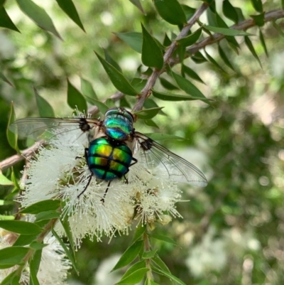 Rutilia (Chrysorutilia) formosa (A Bristle fly) at Murrumbateman, NSW - 31 Dec 2020 by SimoneC