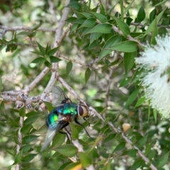 Rutilia (Chrysorutilia) formosa at Murrumbateman, NSW - 31 Dec 2020